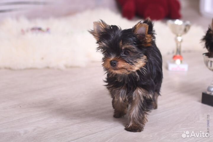 Йоркширский терьер