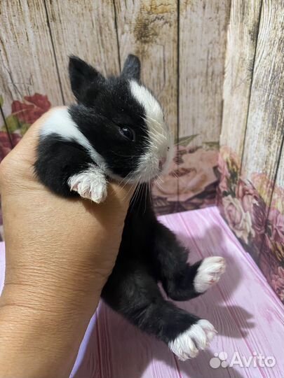 Мини крольчата