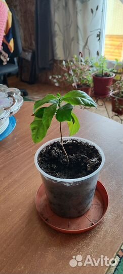 Каланхоэ, кислица, кофе, роза