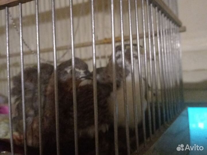 Теханский перепелл