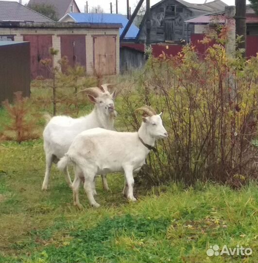 Козочка и козёл