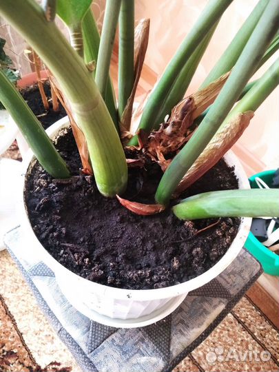 Замиокулкас