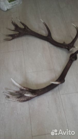 Рога оленя