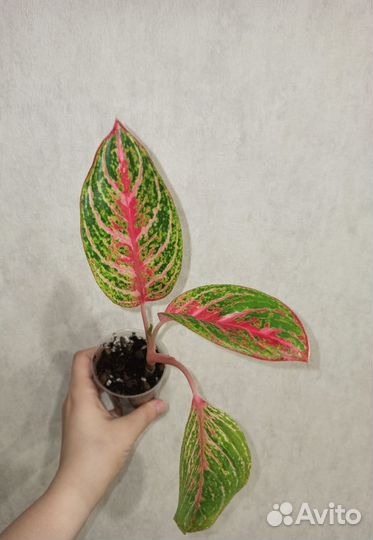 Аглаонема Роуз Нерф