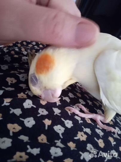 Попугай корелла с клеткой