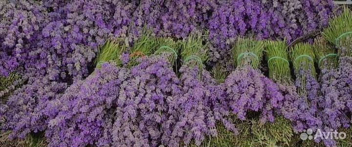 Лаванда сухоцвет