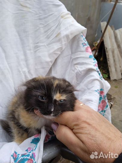 Котята в добрые руки бесплатно