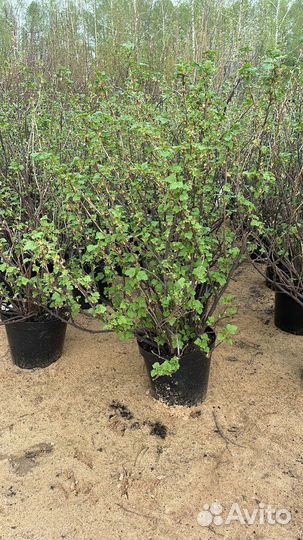 Черная смородина