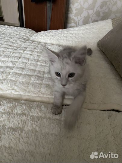 Мейн-кун продам