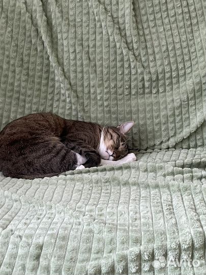 Рисунок питомца