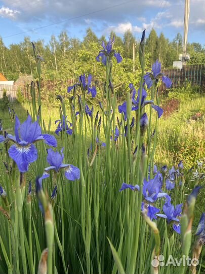 Ирис сибирский