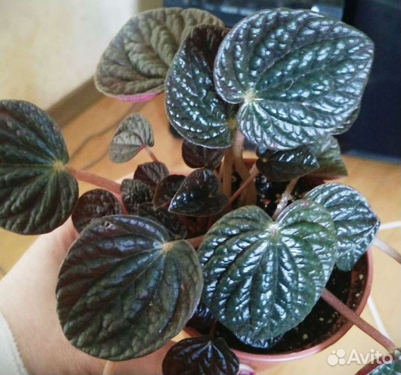 Пеперомия Шоколад