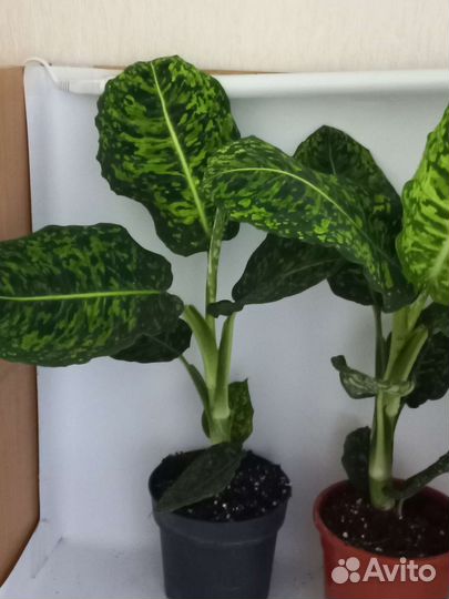 Диффенбахия рефлектор