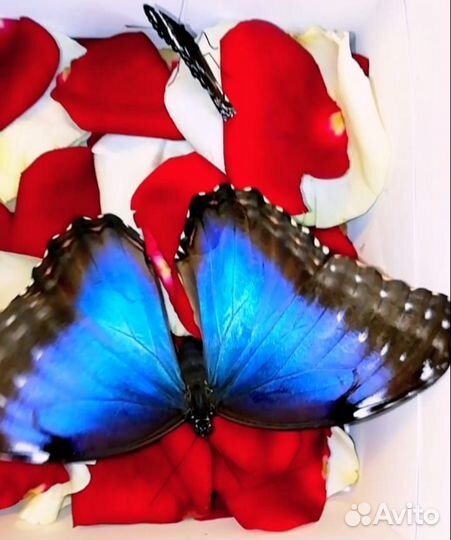 Композиции цветов с тропическими бабочками