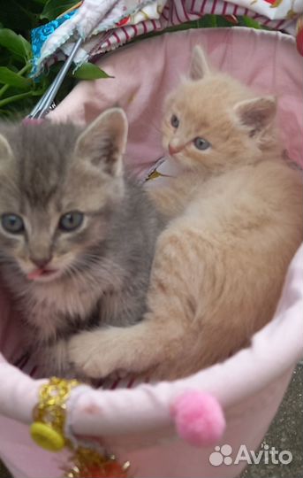 Котята в добрые руки