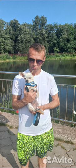 Вязка чихуахуа