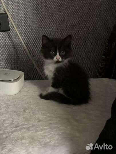 Котенок в добрые руки