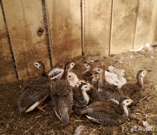 Цесарята яичного направления