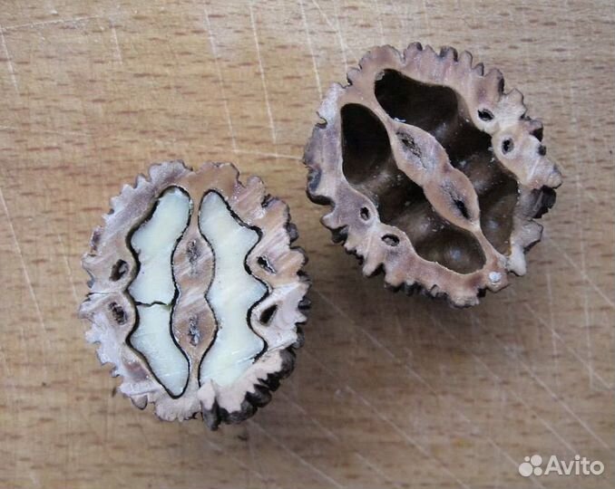 Плоды ореха для творчества