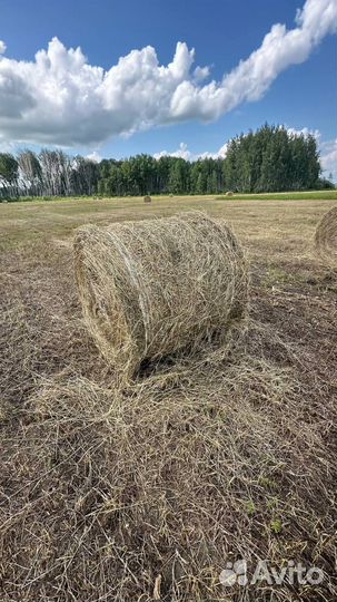 Продажа свежего сена в рулонах. Доставка