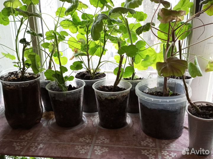 Черенки пеларгонии (герани) белорозовые цветы