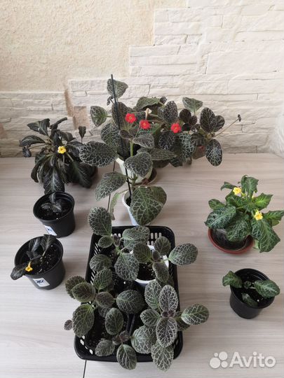 Комнатные цветы