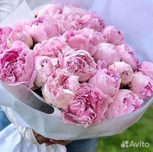 Пионы Цветы Доставка