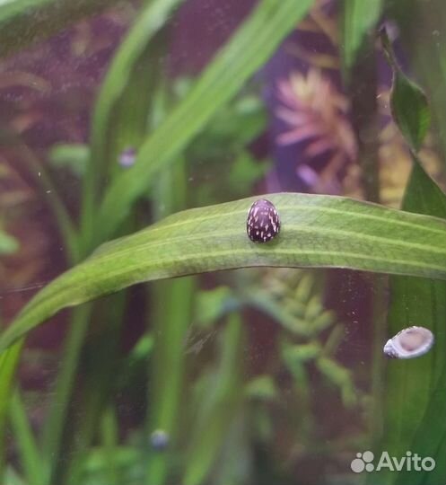 Улитки теодоксус