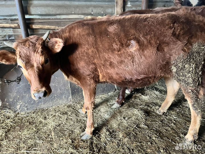 Телята телочки