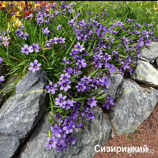 Многолетники