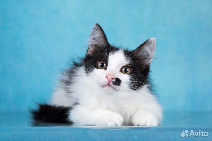 Котенок Барни в дар в добрые руки