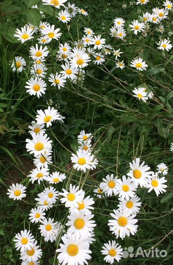 Ромашка (нивяник)