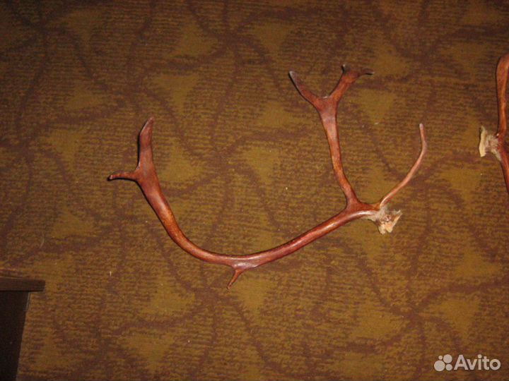 Рога оленя. Пара