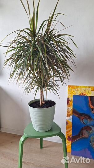 Драцена биколор