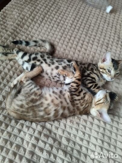 Бенгальская