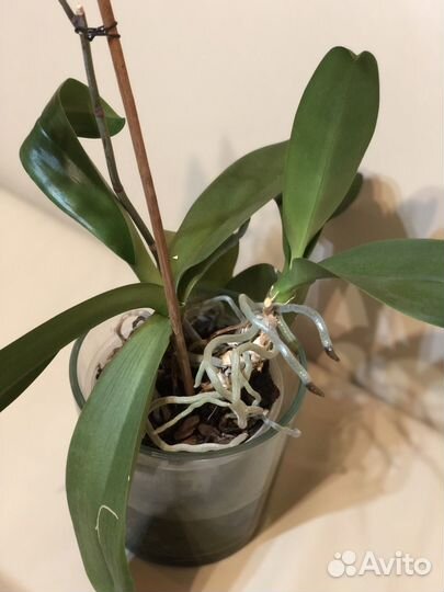 Орхидея фаленопсис 2шт вместе