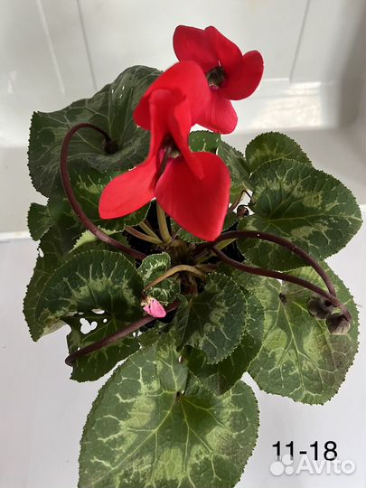 Комнатные цветы цикламен