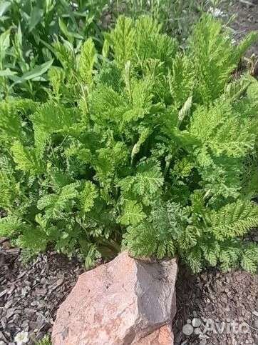 Пижма криспа,ромашка,т.д