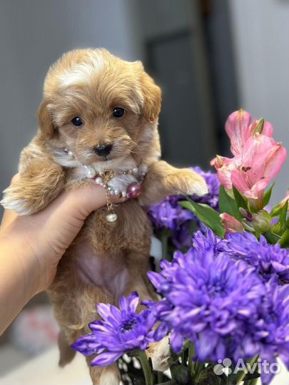 Мальтипу mini кофе с молоком