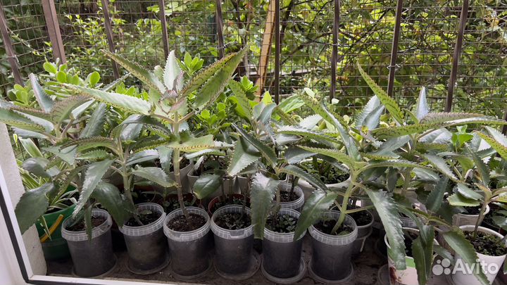 Каланхоэ лечебное