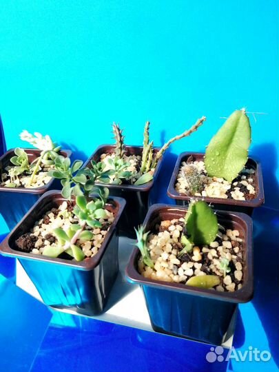 Суккуленты