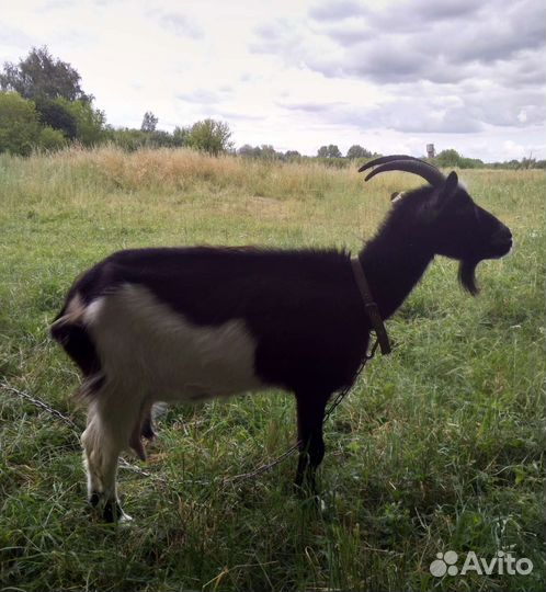 Коза дойная