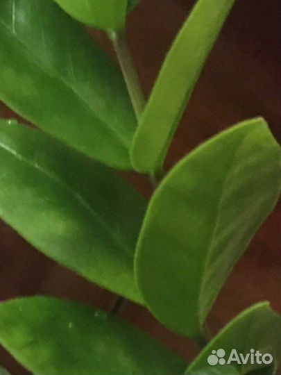 Замиокулькас