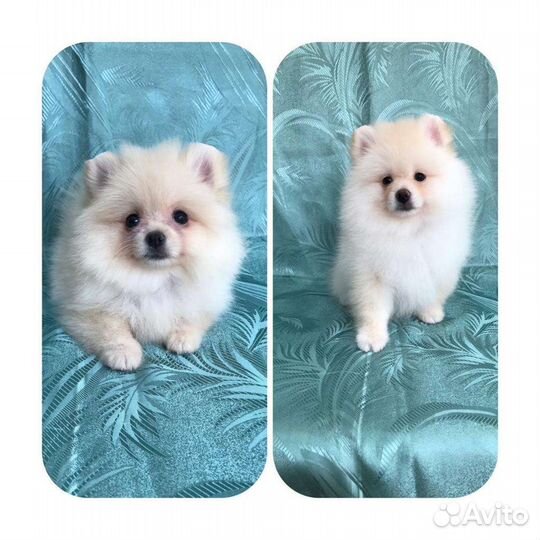 Милые, очаровательные детки шпица