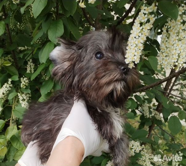 Бивер, Цветной Йорк