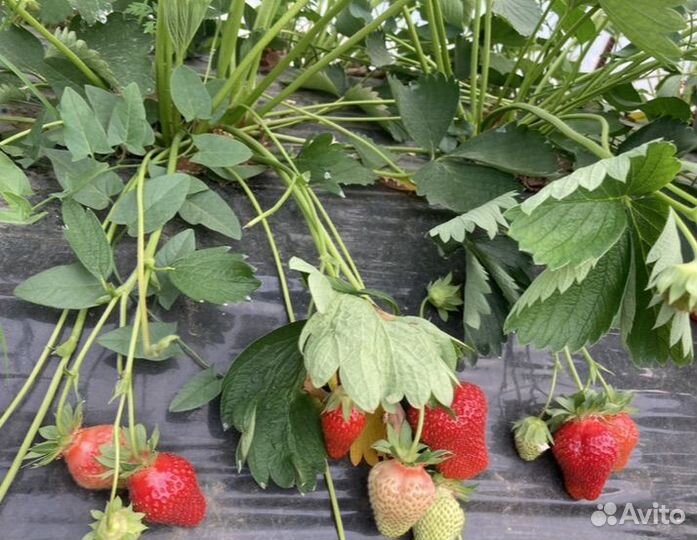 Саженцы клубники, малины, ежевики