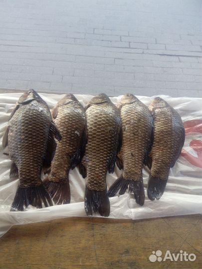 Свежая речная рыба