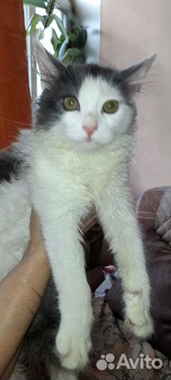 Кошка в дар бесплатно