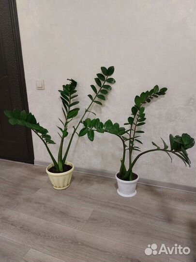 Замиокулькас