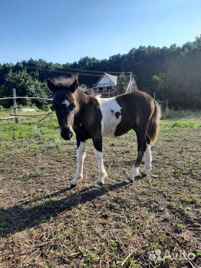 Пони.продажа обмен